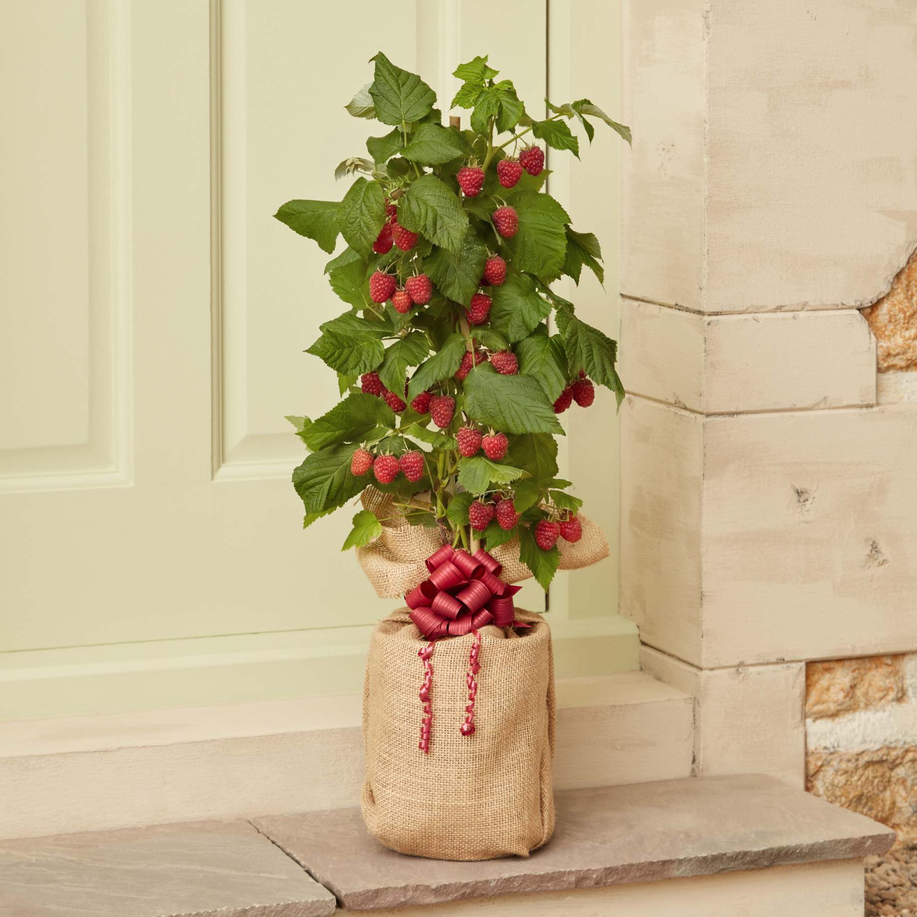 Morrisons Raspberry Plant The Patio Raspberry Plant Gift – Roots Plants