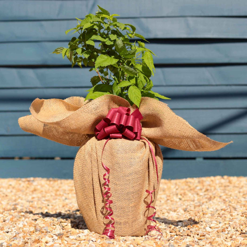Patio Raspberry Plant Gift Gift Option