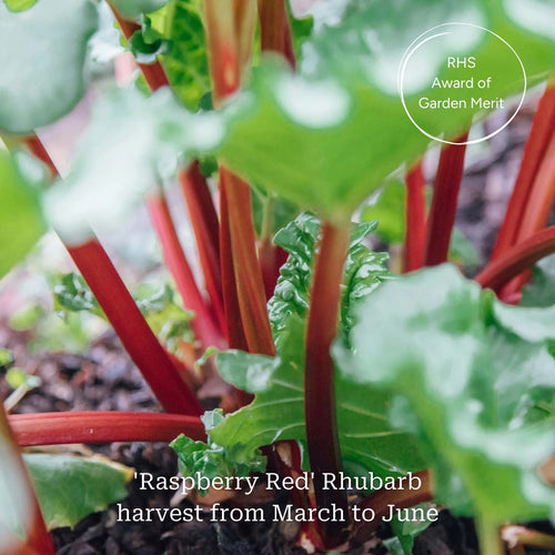 Full Season Rhubarb Collection Soft Fruit