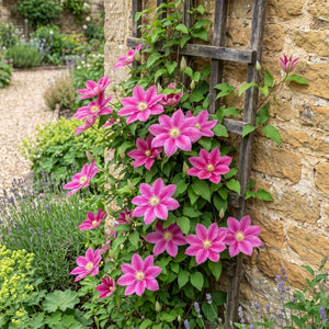Raymond Evison Clematis 'Vicki' Climbing Plants