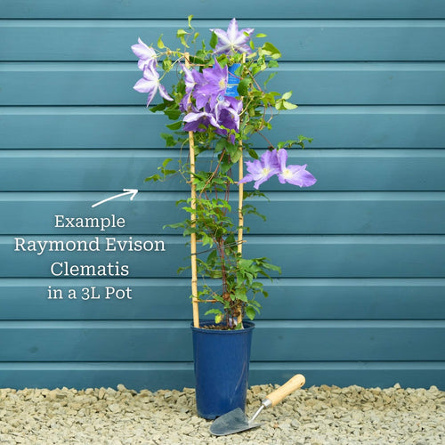 Raymond Evison Clematis 'Bridgewater' Climbing Plants