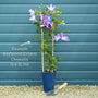 Raymond Evison Clematis 'Bridgewater' Climbing Plants