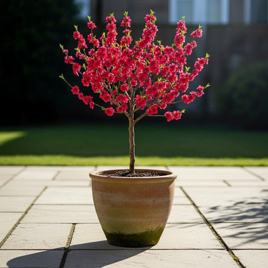 Patio Peach Tree | Prunus persica 'Red Peachy' Trained Fruit Trees