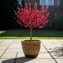 Patio Peach Tree | Prunus persica 'Red Peachy' Trained Fruit Trees