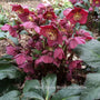 Hellebore Gift Gift Option