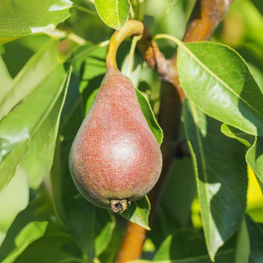'Red Conference' Pear Tree Fruit Trees