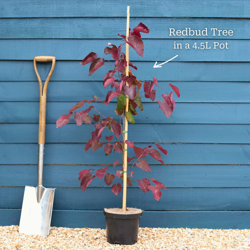 'Ruby Falls' Weeping Redbud Tree | Cercis canadensis Ornamental Trees
