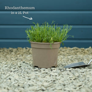 Rhodanthemum Marrakech Perennial Bedding