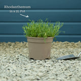 Rhodanthemum Marrakech Perennial Bedding