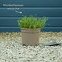 Rhodanthemum Marrakech Perennial Bedding