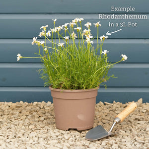 Moroccan Daisy | Rhodanthemum hosmariense 'Zagora Orange' Perennial Bedding