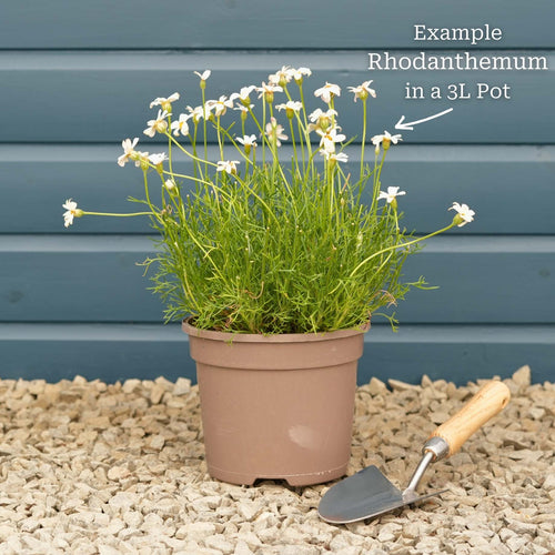 Moroccan Daisy | Rhodanthemum hosmariense 'Zagora Orange' Perennial Bedding