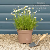 Moroccan Daisy | Rhodanthemum hosmariense 'Zagora Orange' Perennial Bedding