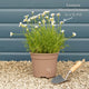 Moroccan Daisy | Rhodanthemum hosmariense 'Zagora Orange' Perennial Bedding