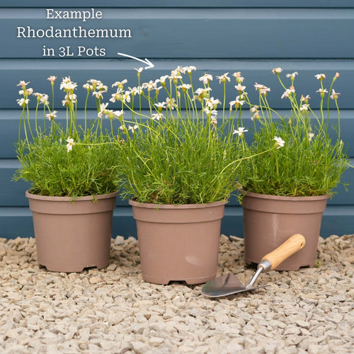 Moroccan Daisy | Rhodanthemum hosmariense 'Zagora Orange' Perennial Bedding