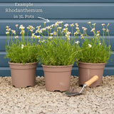 Moroccan Daisy | Rhodanthemum hosmariense 'Zagora Orange' Perennial Bedding