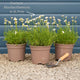 Moroccan Daisy | Rhodanthemum hosmariense 'Zagora Orange' Perennial Bedding