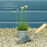 Moroccan Daisy | Rhodanthemum hosmariense 'Zagora Orange' Perennial Bedding