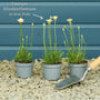 Moroccan Daisy | Rhodanthemum hosmariense 'Zagora Orange' Perennial Bedding