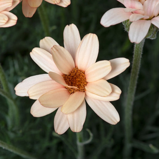 Rhodanthemum Zagora Orange Perennial Bedding