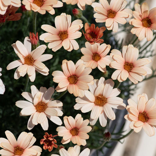 Rhodanthemum Zagora Orange Perennial Bedding