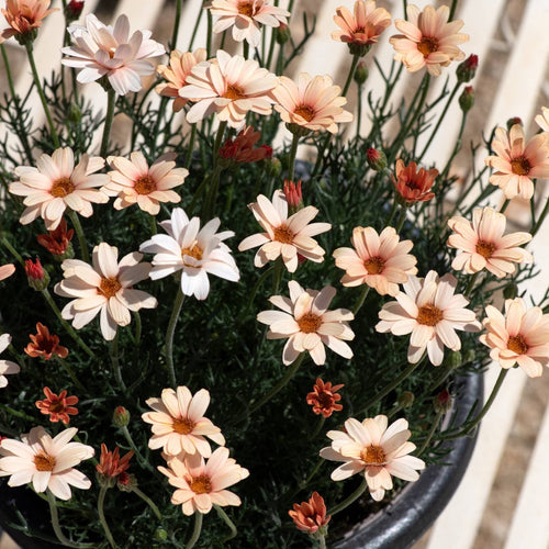 Rhodanthemum Zagora Orange Perennial Bedding
