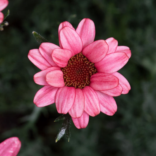 Rhodanthemum Zagora Pink Perennial Bedding