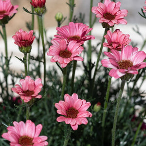 Rhodanthemum Zagora Pink Perennial Bedding