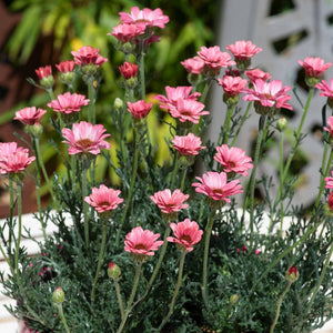 Rhodanthemum Zagora Pink Perennial Bedding