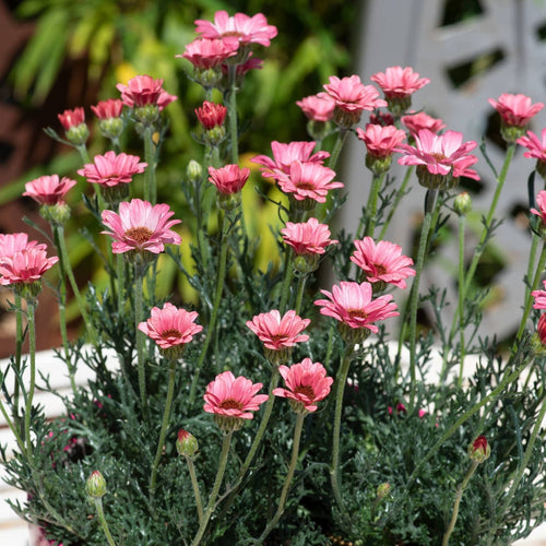 Rhodanthemum Zagora Pink Perennial Bedding