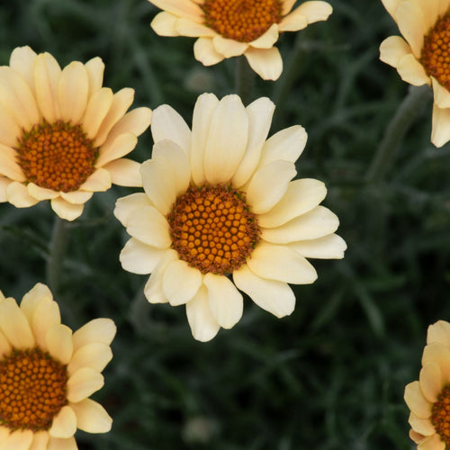 Rhodanthemum Zagora Yellow Perennial Bedding