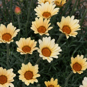 Rhodanthemum Zagora Yellow Perennial Bedding