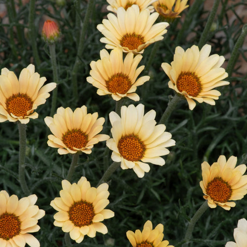 Rhodanthemum Zagora Yellow Perennial Bedding