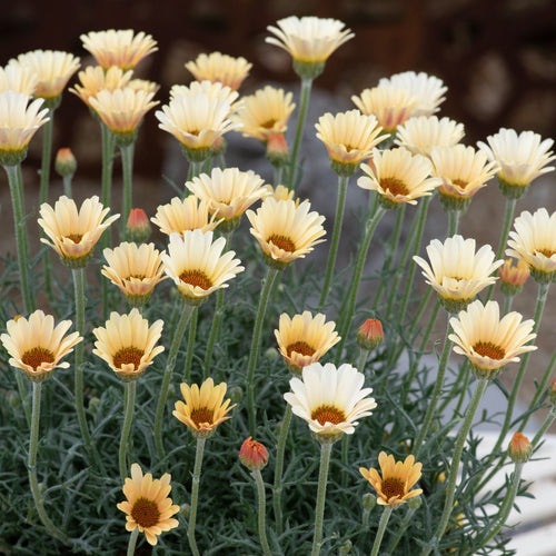 Rhodanthemum Zagora Yellow Perennial Bedding