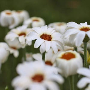 Rhodanthemum Zagora Yellow Perennial Bedding