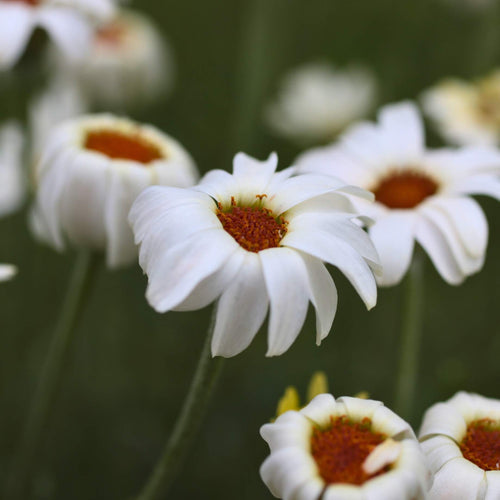 Rhodanthemum Zagora Yellow Perennial Bedding