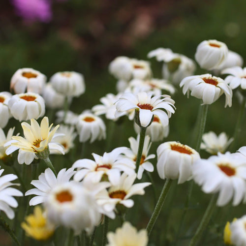 Rhodanthemum Zagora Yellow Perennial Bedding