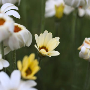 Rhodanthemum Zagora Yellow Perennial Bedding