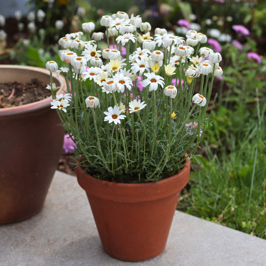 Rhodanthemum Zagora Yellow Perennial Bedding