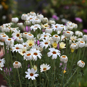 Rhodanthemum Zagora Yellow Perennial Bedding