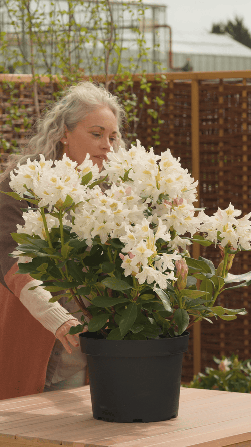 Why Choose a Rhododendron