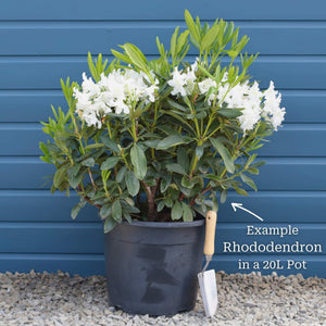 Rhododendron 'Cunningham's White' Shrubs