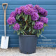 Rhododendron 'Marcel Menard' Shrubs