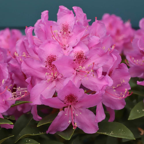 Rhododendron 'Anah Kruschke' Shrubs