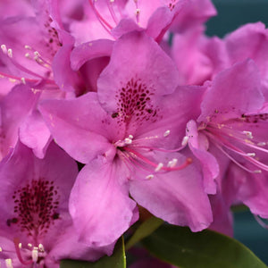 Rhododendron 'Anah Kruschke' Shrubs