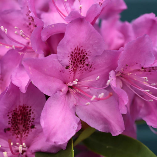 Rhododendron 'Anah Kruschke' Shrubs