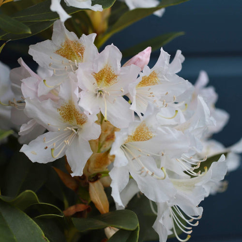 Rhododendron 'Cunningham's White' Shrubs