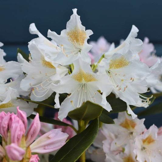Rhododendron 'Cunningham's White' Shrubs