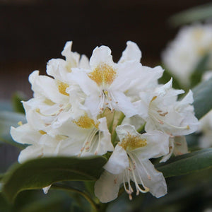 Rhododendron 'Cunningham's White' Shrubs