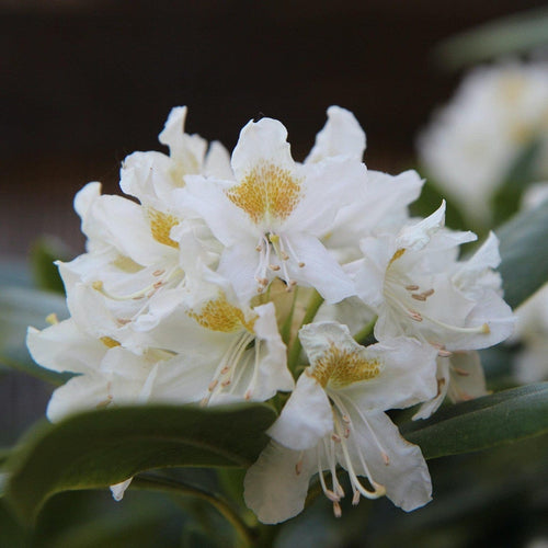 Rhododendron 'Cunningham's White' Shrubs